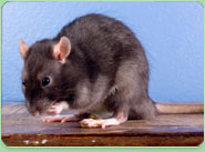 rat control Folkestone