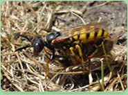 wasp control Folkestone