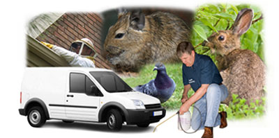 Folkestone local van